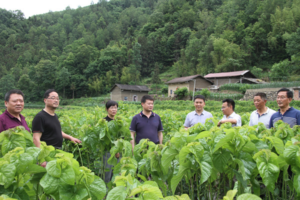 安康市商務局領導來我公司調(diào)研春蠶收購及扶貧點蠶?；亟ㄔO情況